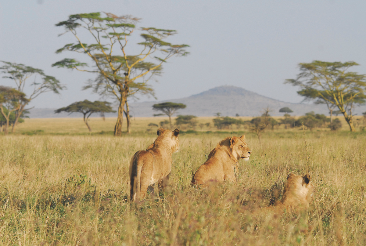 serengeti_lionesses