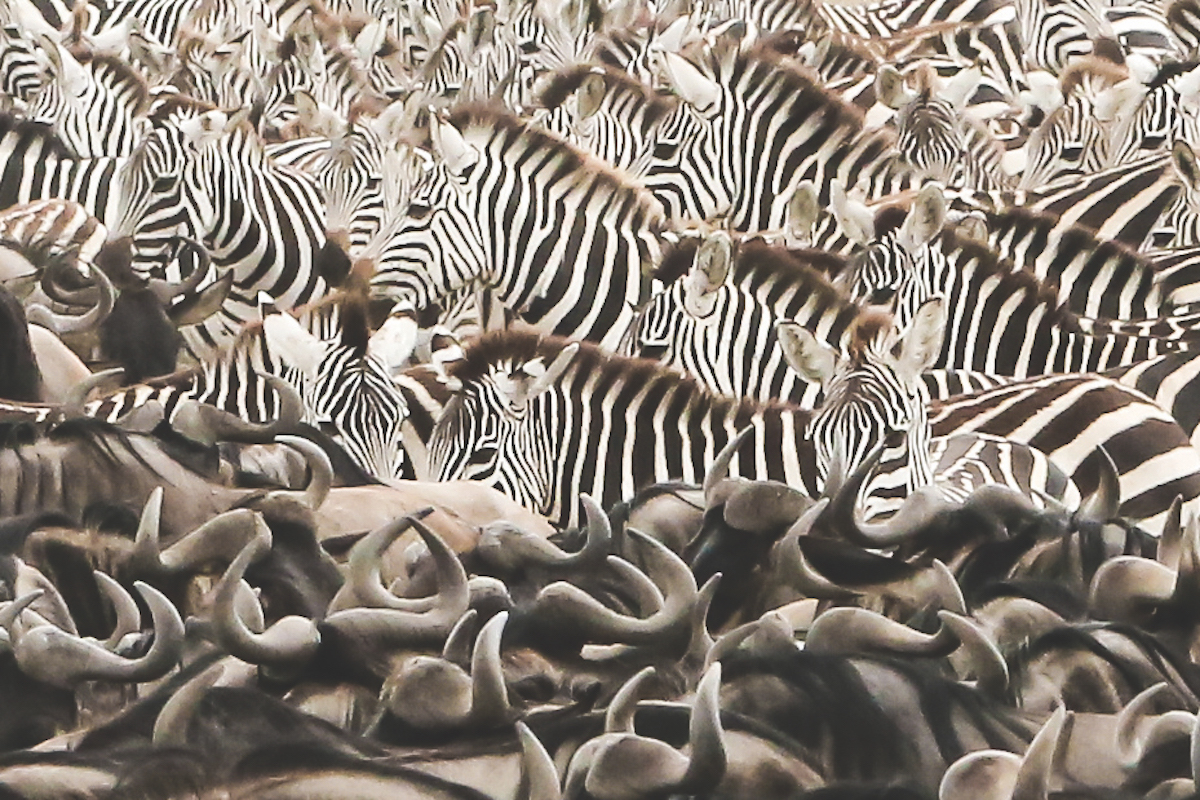 Serengeti_zebra and wildebeest