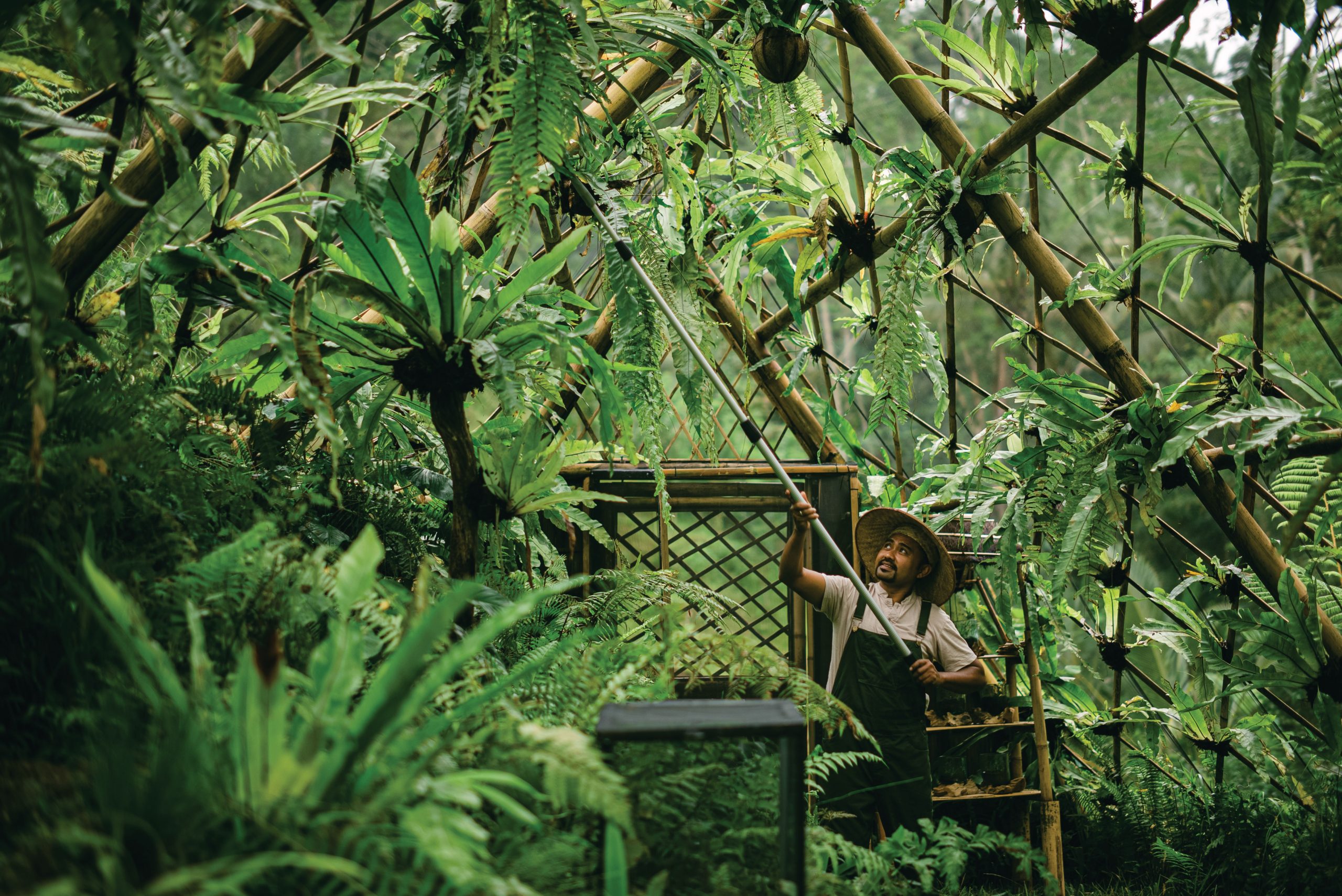 Buahan_Fireflies-2 The onsite firefly nursery is the first such conservatory in Bali.